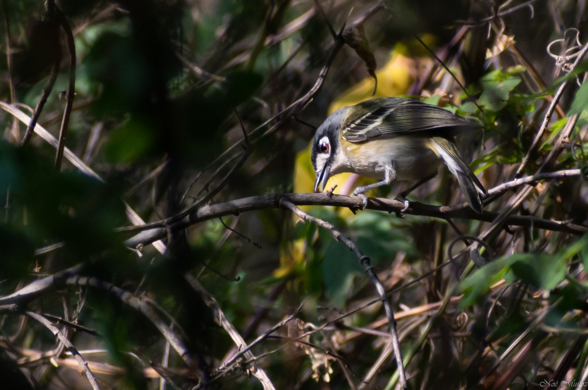 Black-capped Vireo - ML326237971