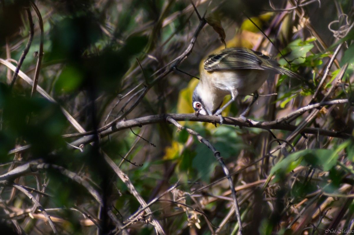 Black-capped Vireo - ML326238041