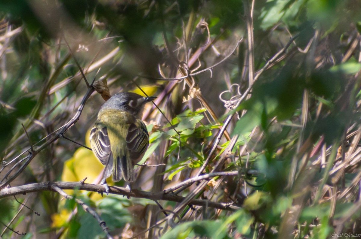Black-capped Vireo - ML326238051