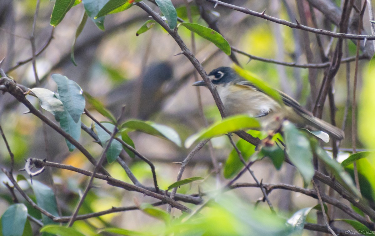 Black-capped Vireo - ML326238091