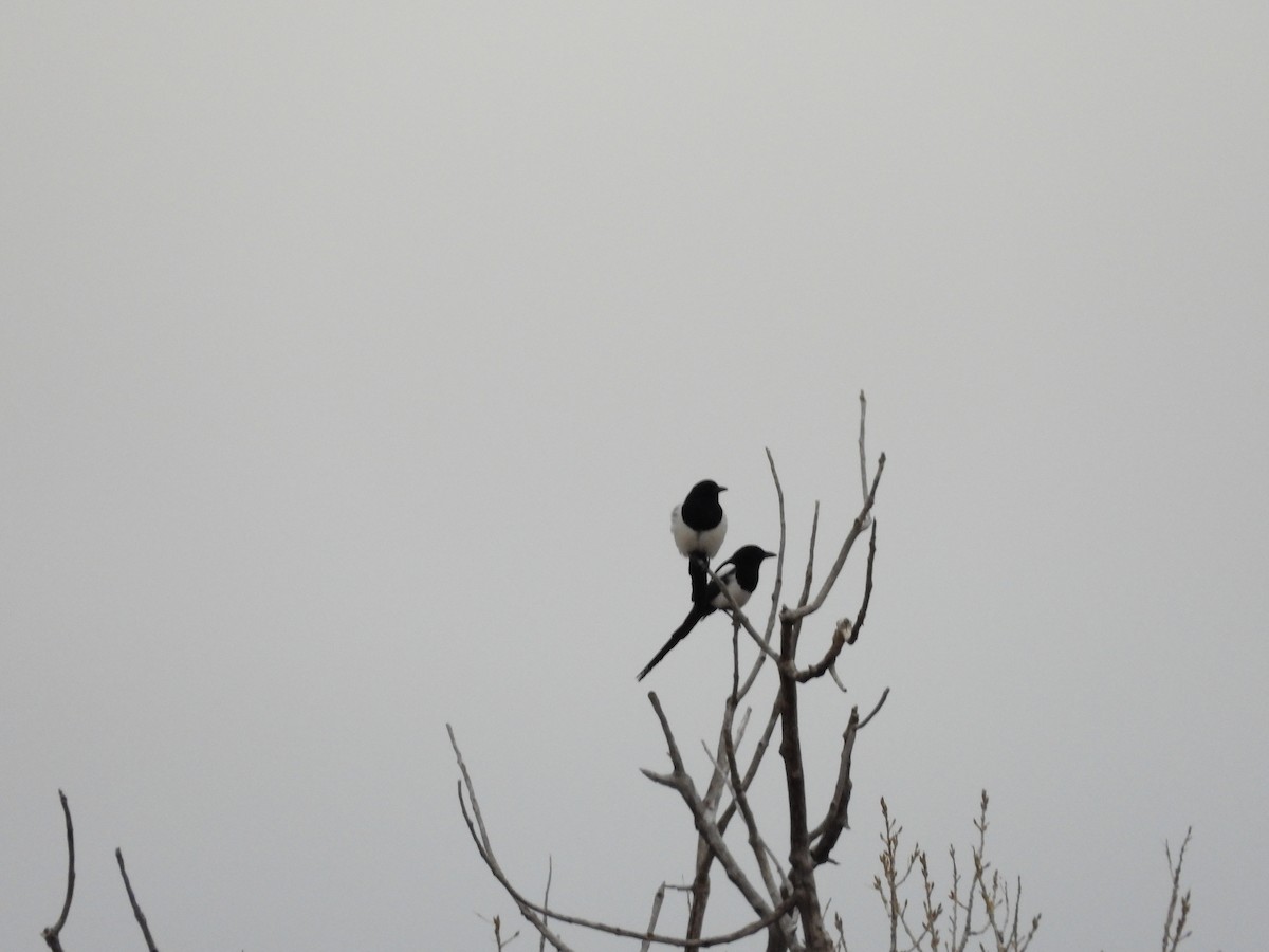 Black-billed Magpie - ML326238571