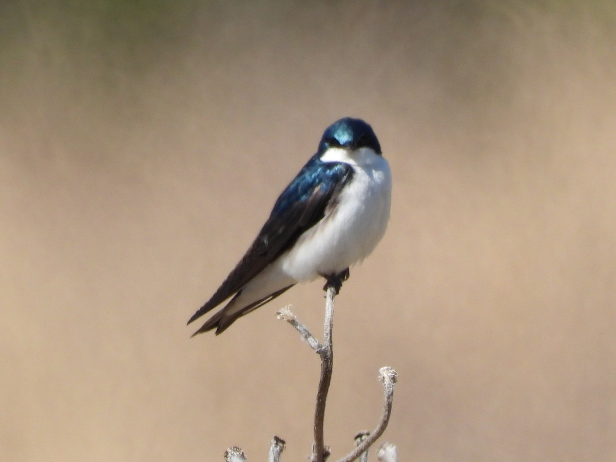 Tree Swallow - Mike Thelen