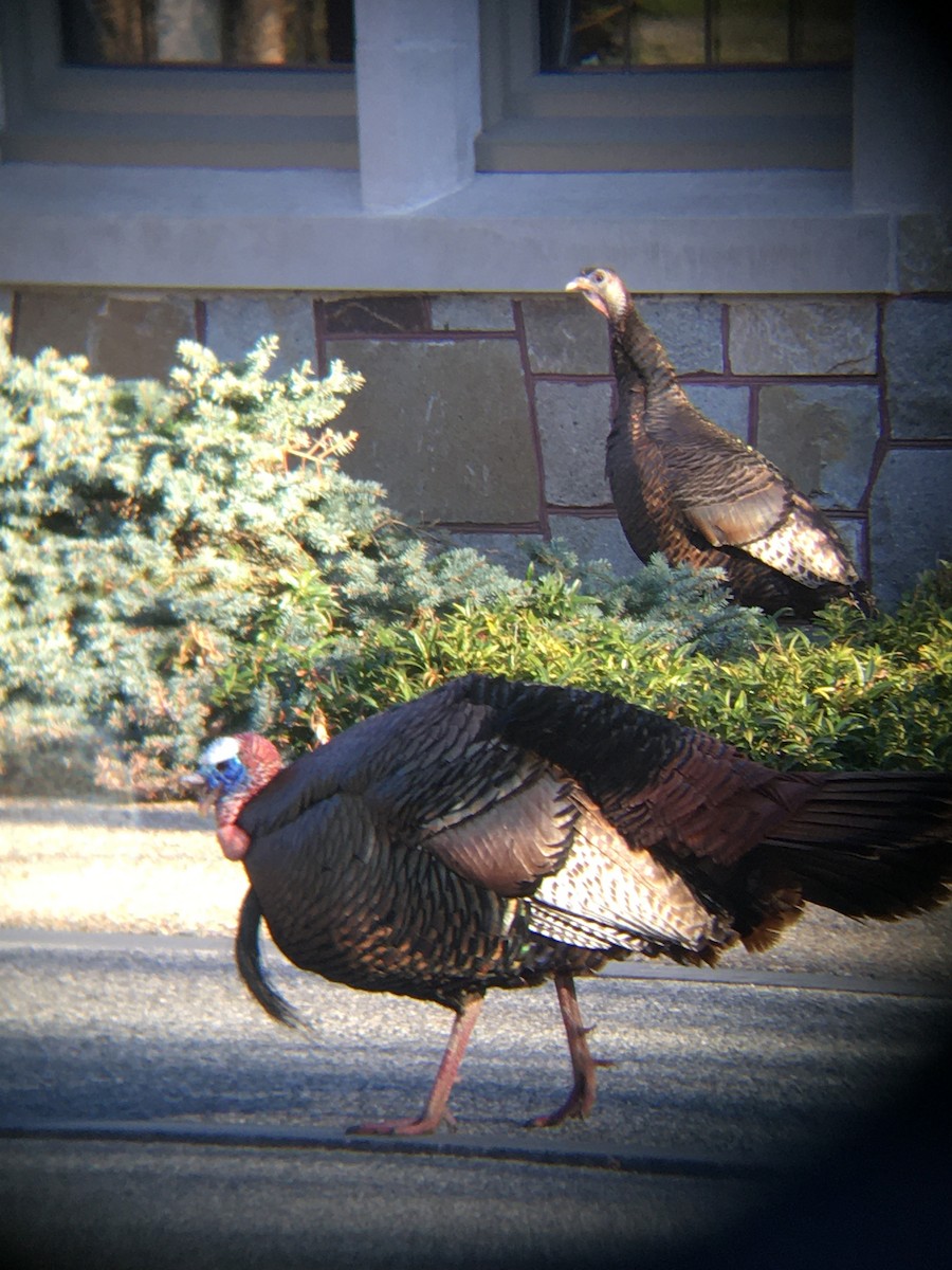 Wild Turkey - ML326241721