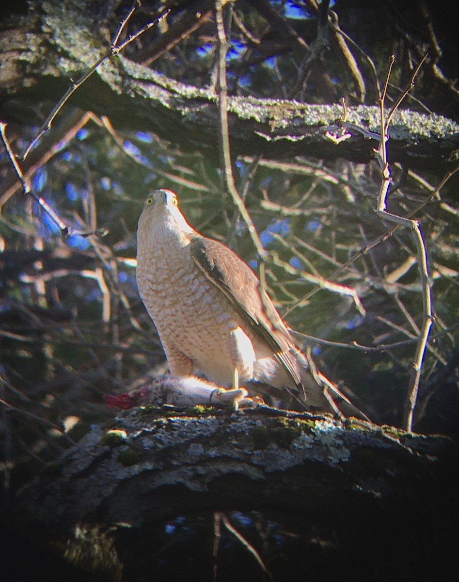 Cooper's Hawk - ML326241801