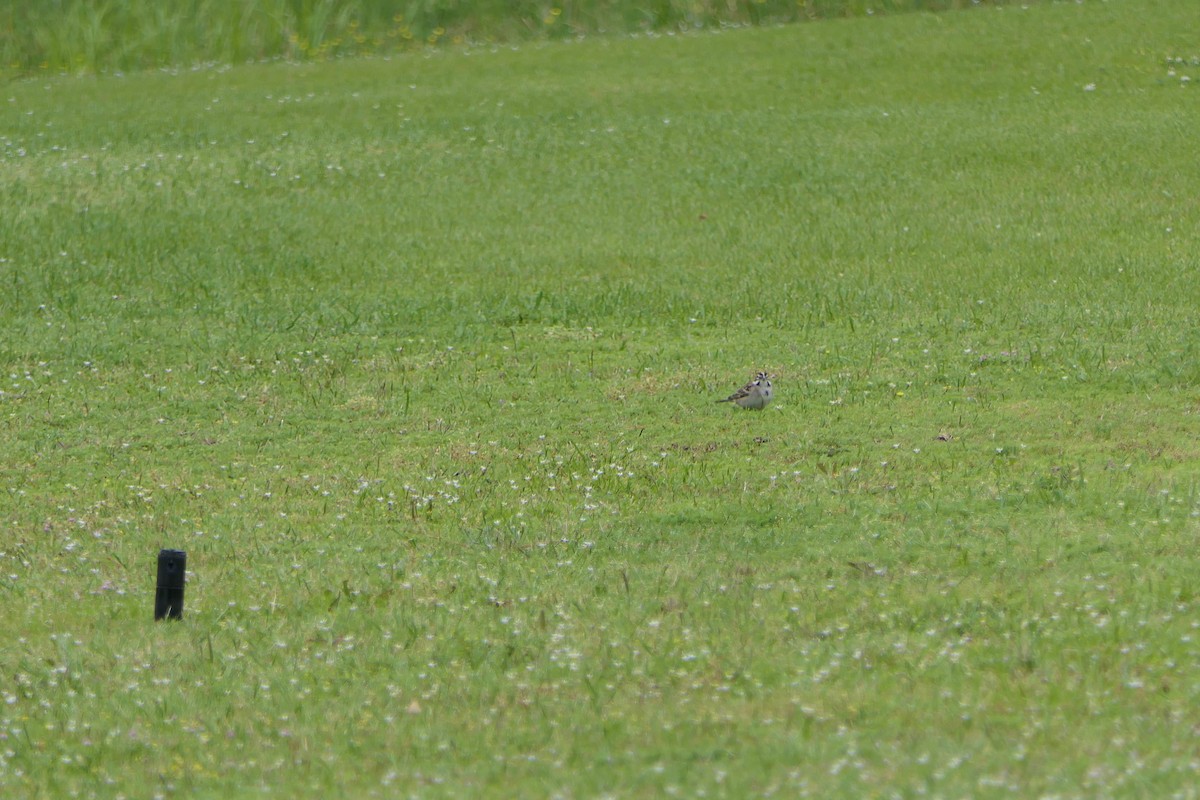 Lark Sparrow - ML326243271