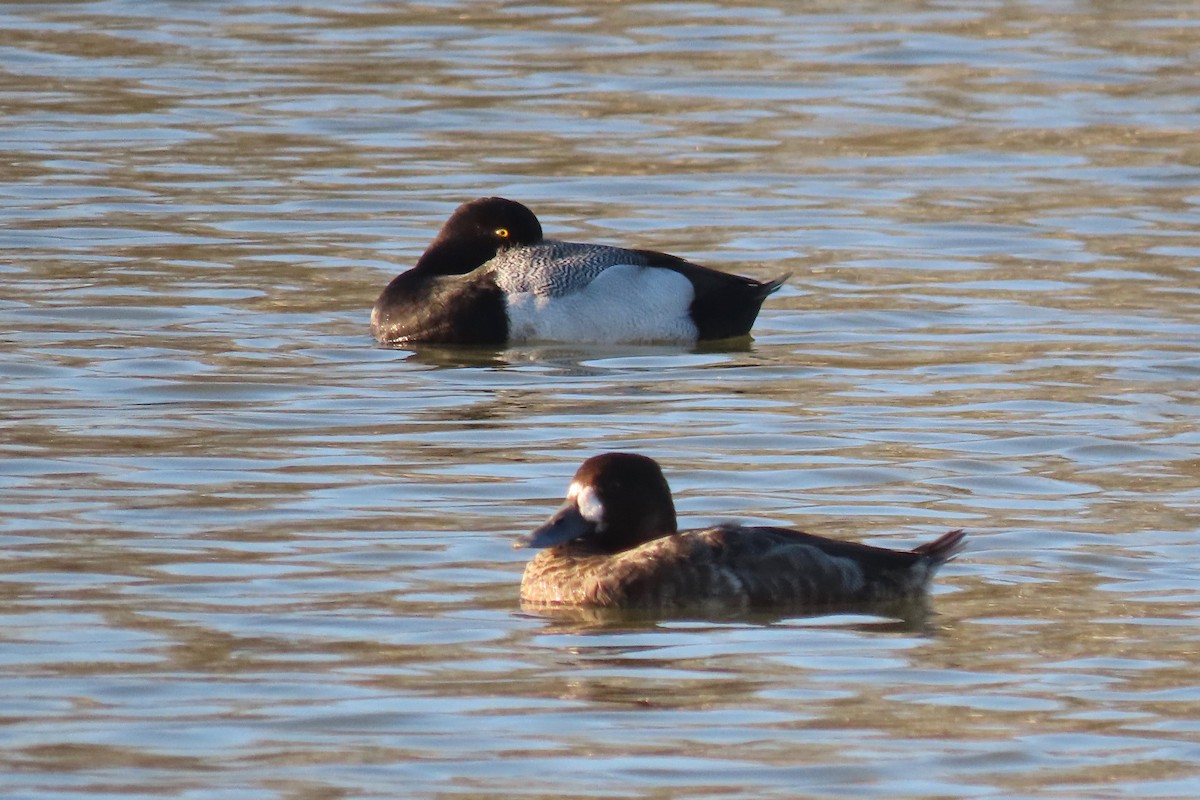 Lesser Scaup - Andrew Bendall