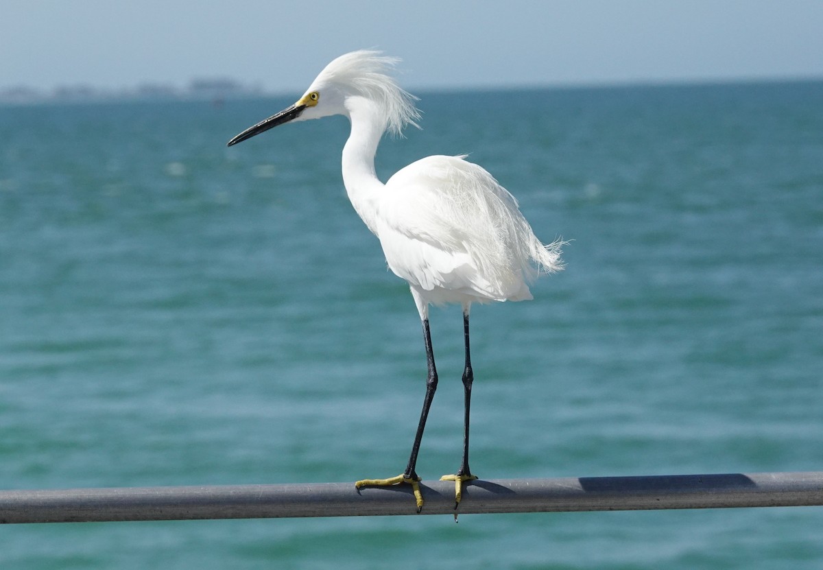 Snowy Egret - ML326244861