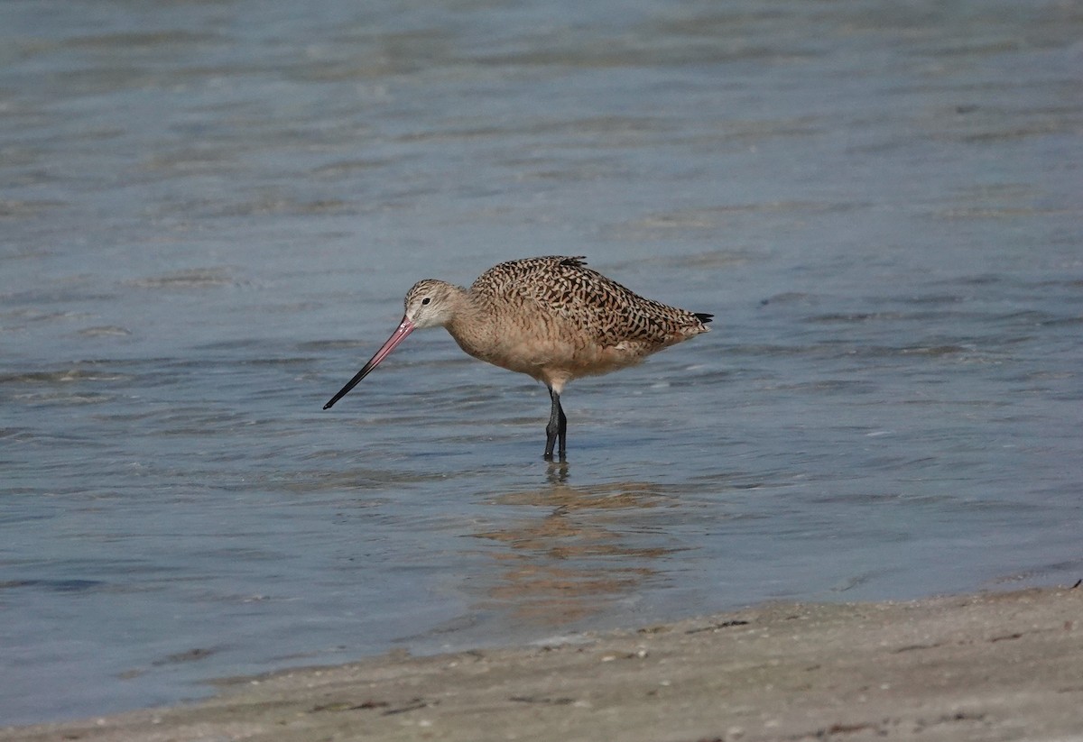 Marbled Godwit - ML326245571
