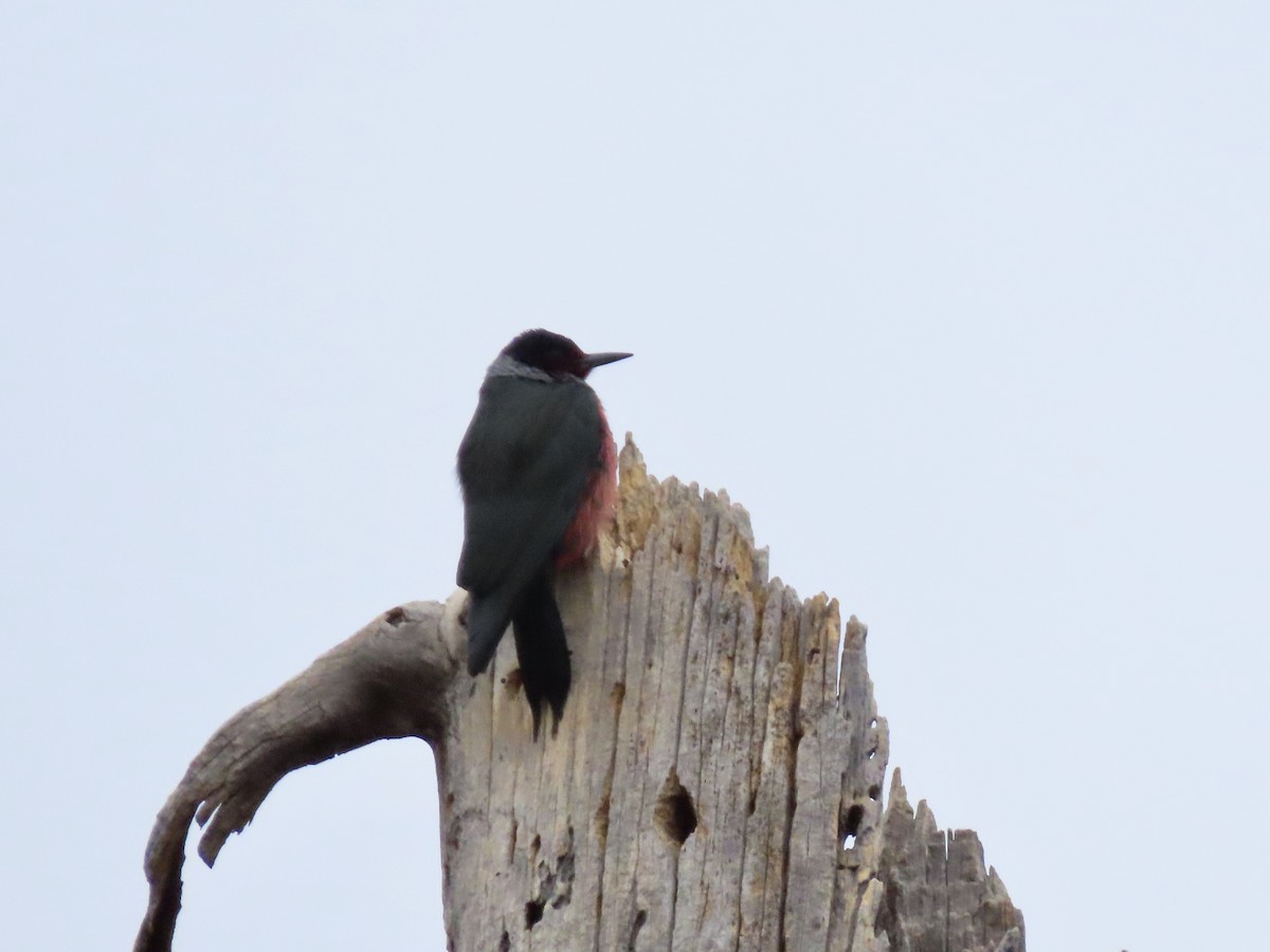 Lewis's Woodpecker - David Buckley