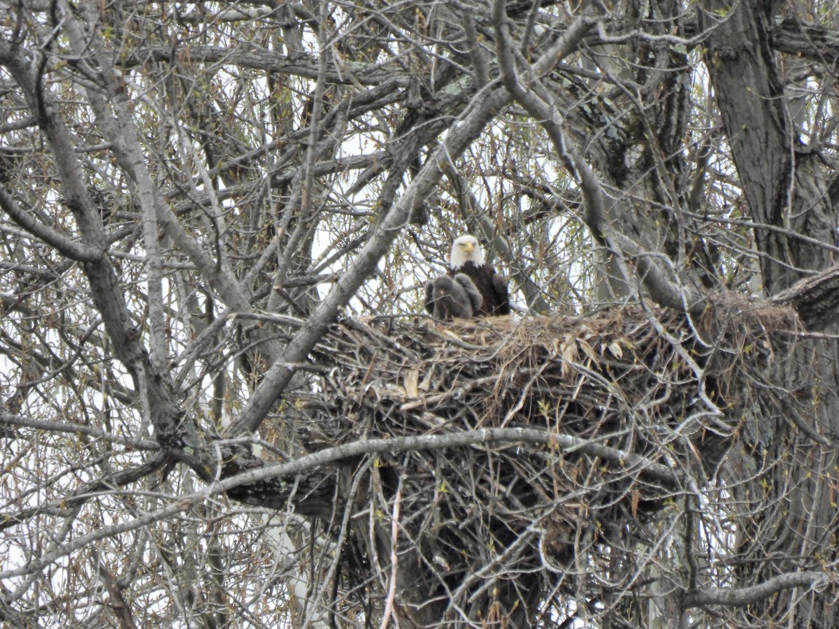 Bald Eagle - ML326245811