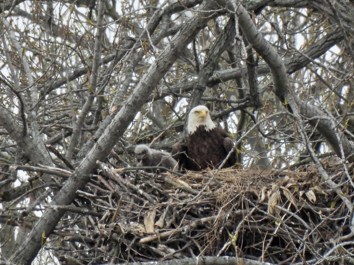 Bald Eagle - ML326245901