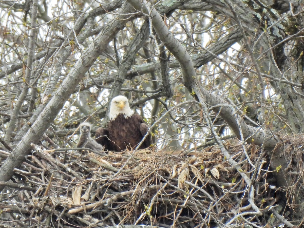 Bald Eagle - ML326245931