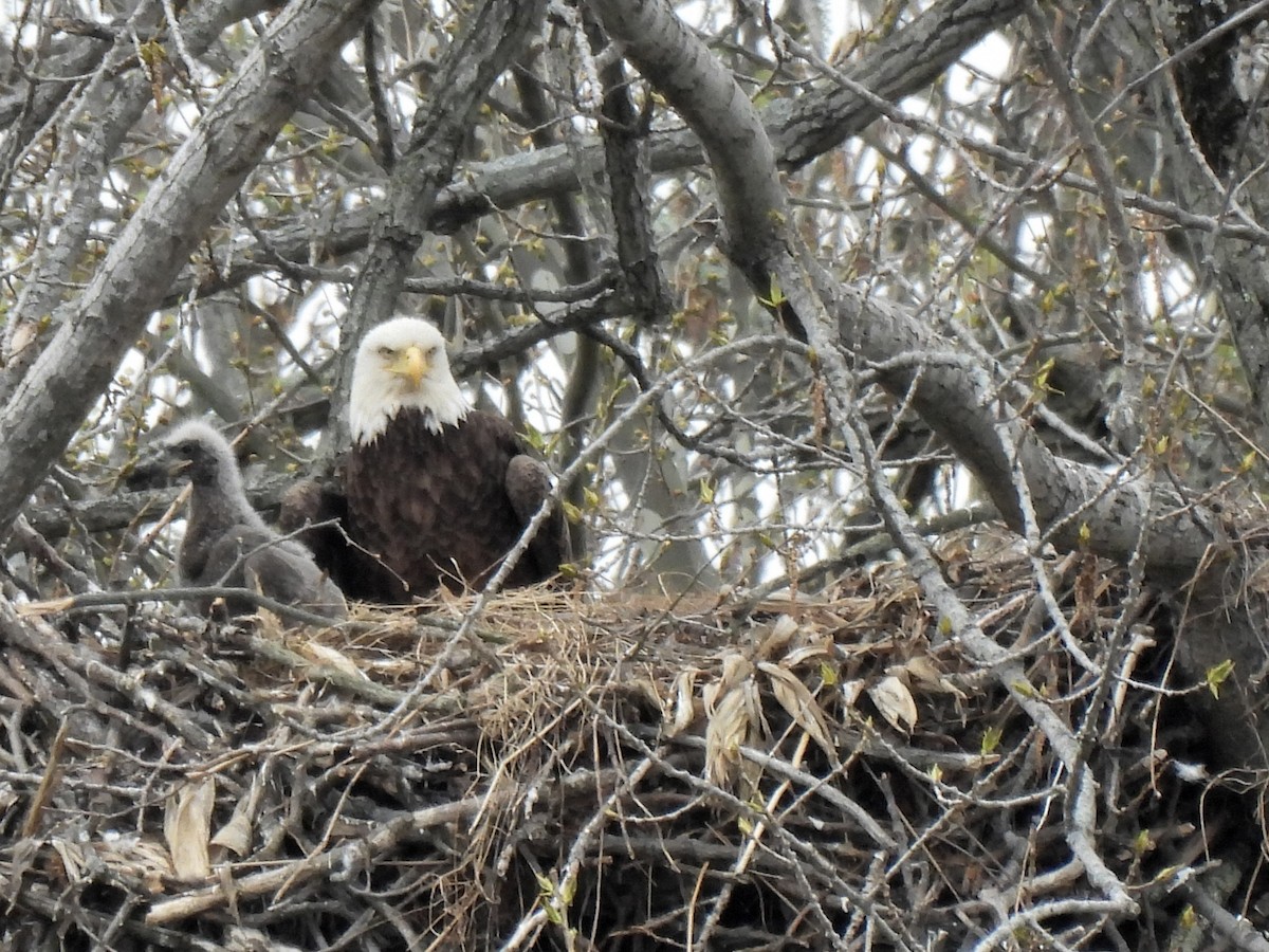 Bald Eagle - ML326245941