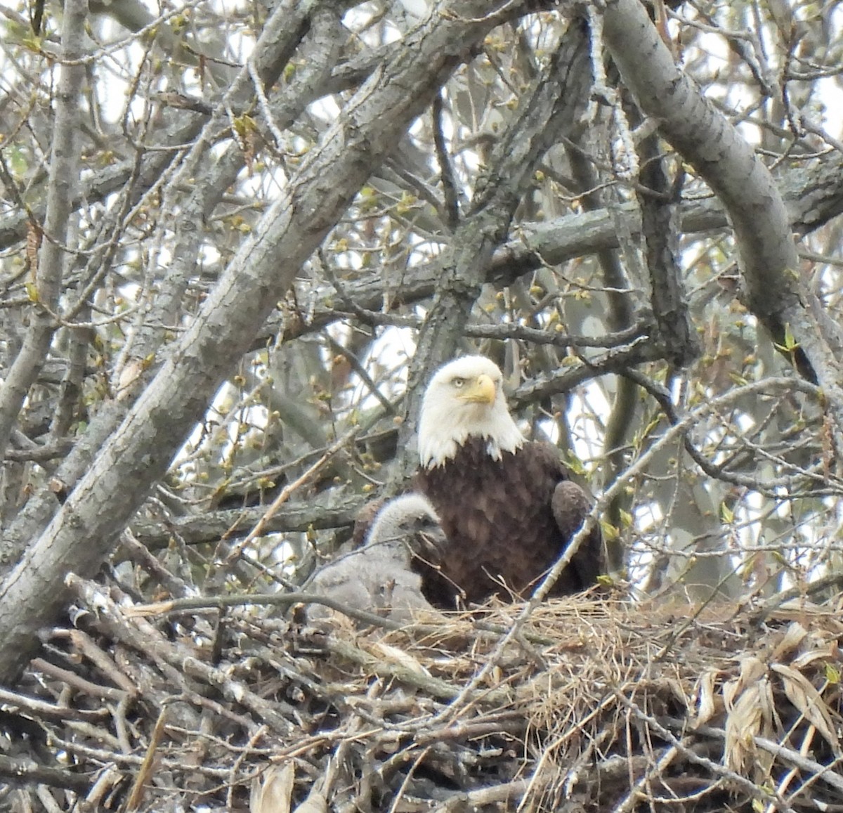 Bald Eagle - ML326245951