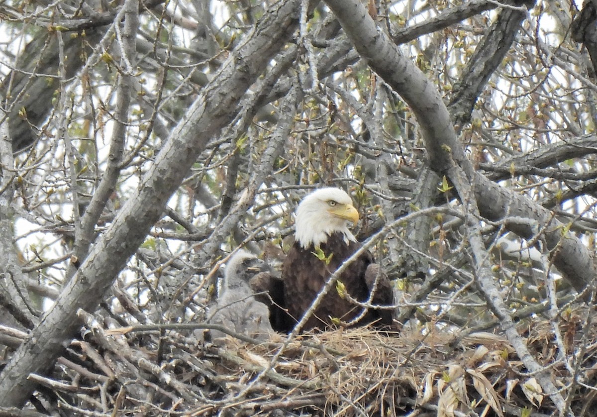 Bald Eagle - ML326246011