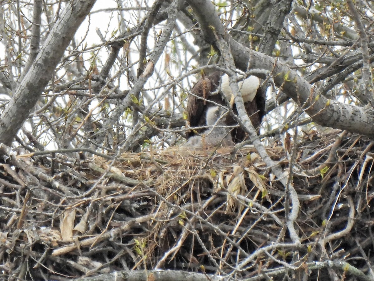 Bald Eagle - ML326246021