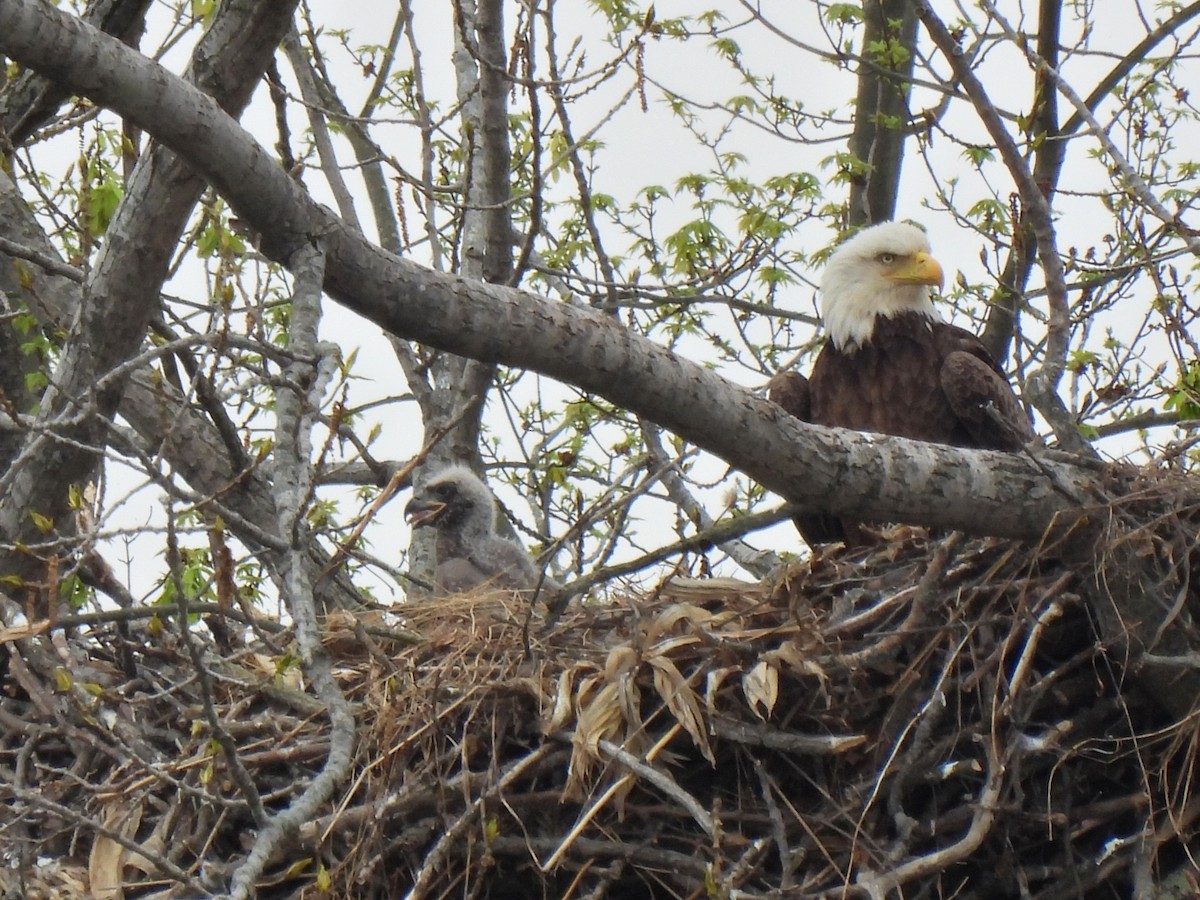 Bald Eagle - ML326246041