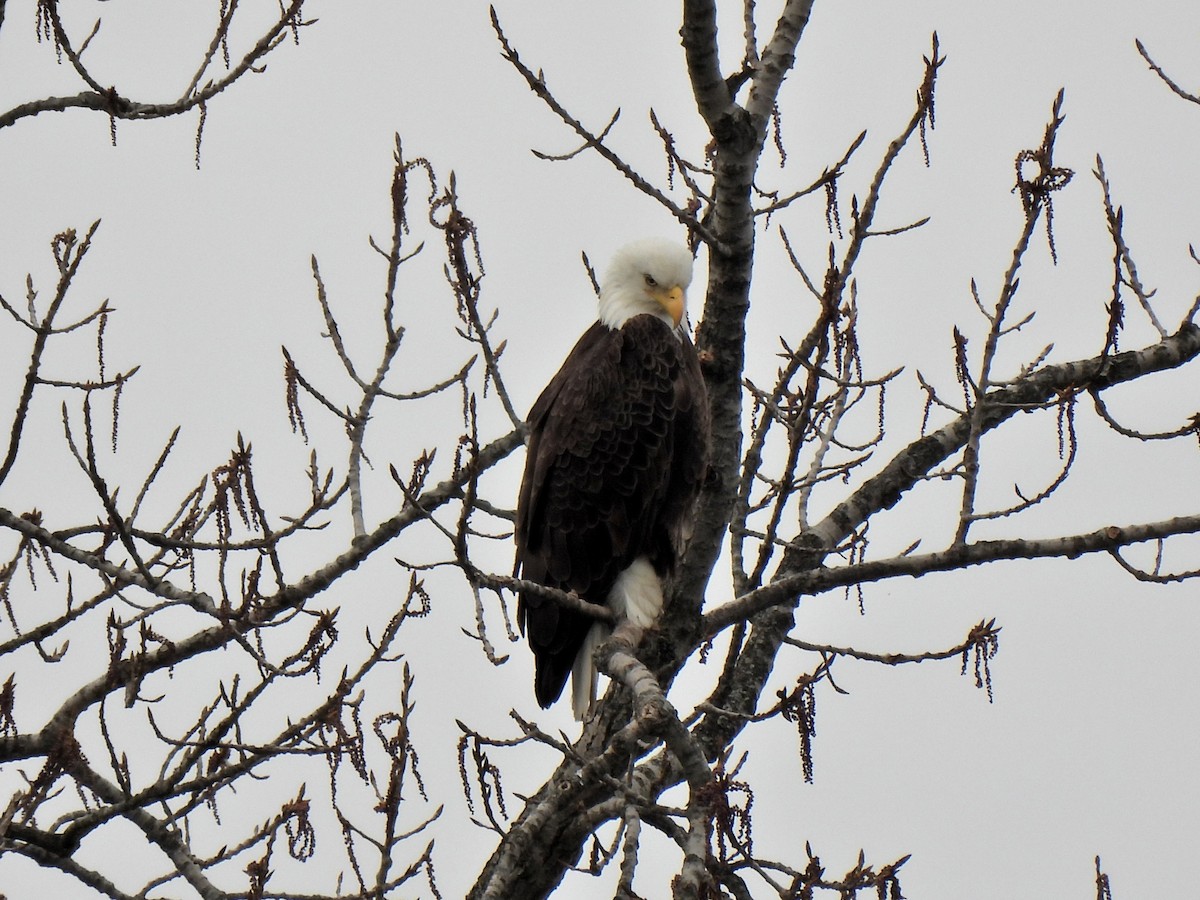 Bald Eagle - ML326246061