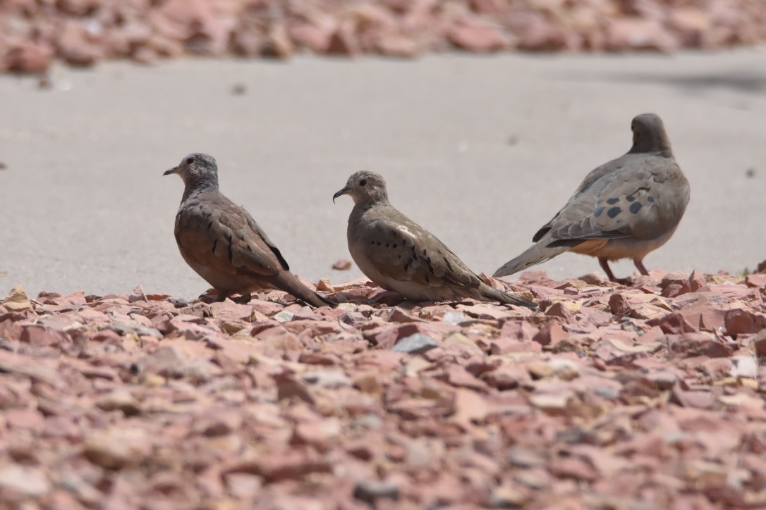 Ruddy Ground Dove - ML326247941