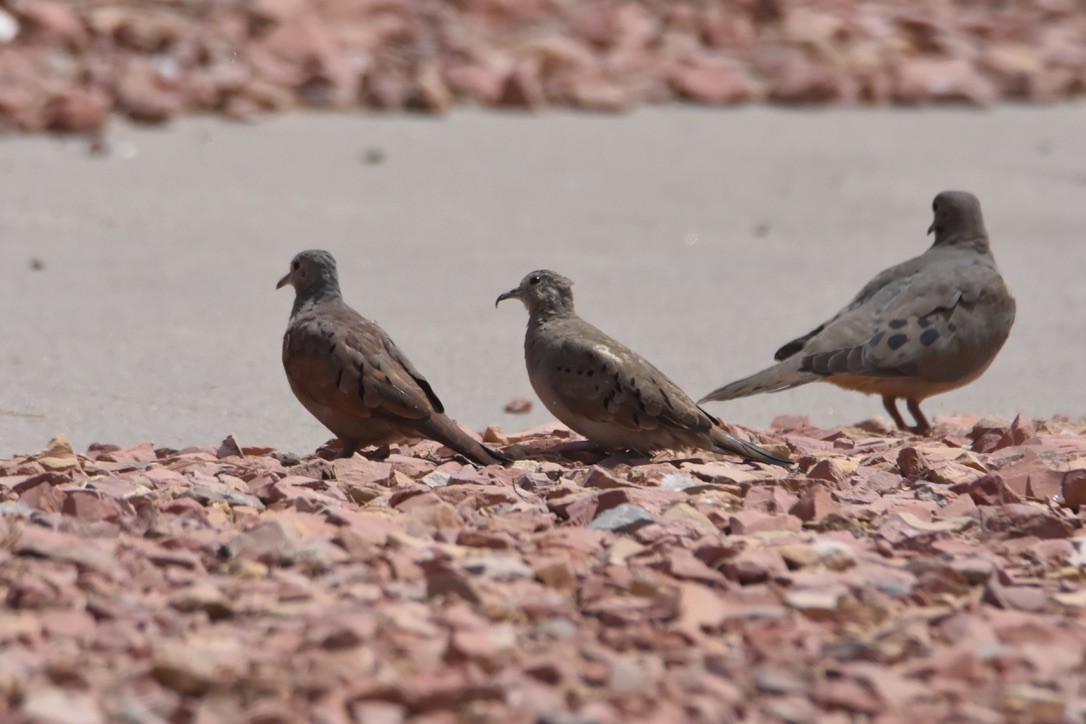 Ruddy Ground Dove - ML326248061