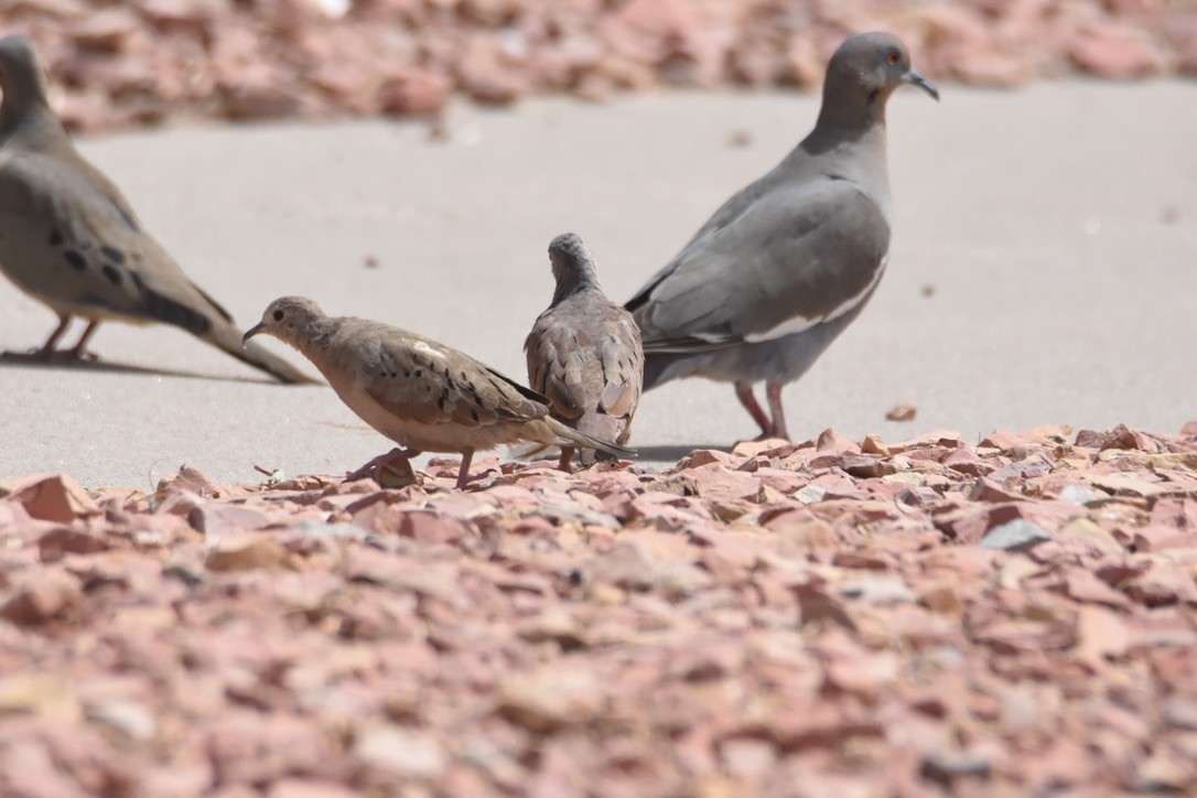 Ruddy Ground Dove - ML326248171