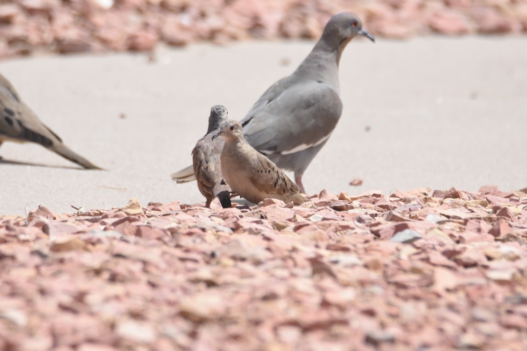 Ruddy Ground Dove - ML326248251