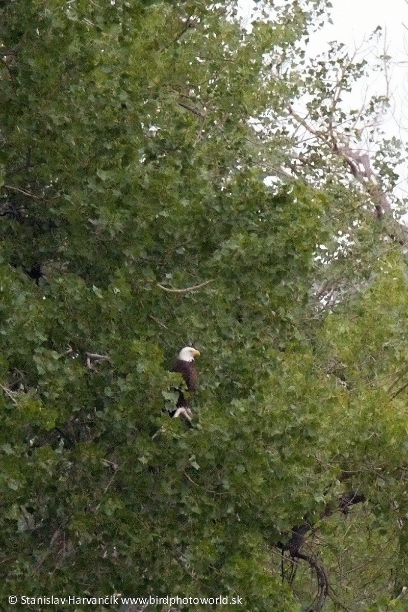 Weißkopf-Seeadler - ML326248511