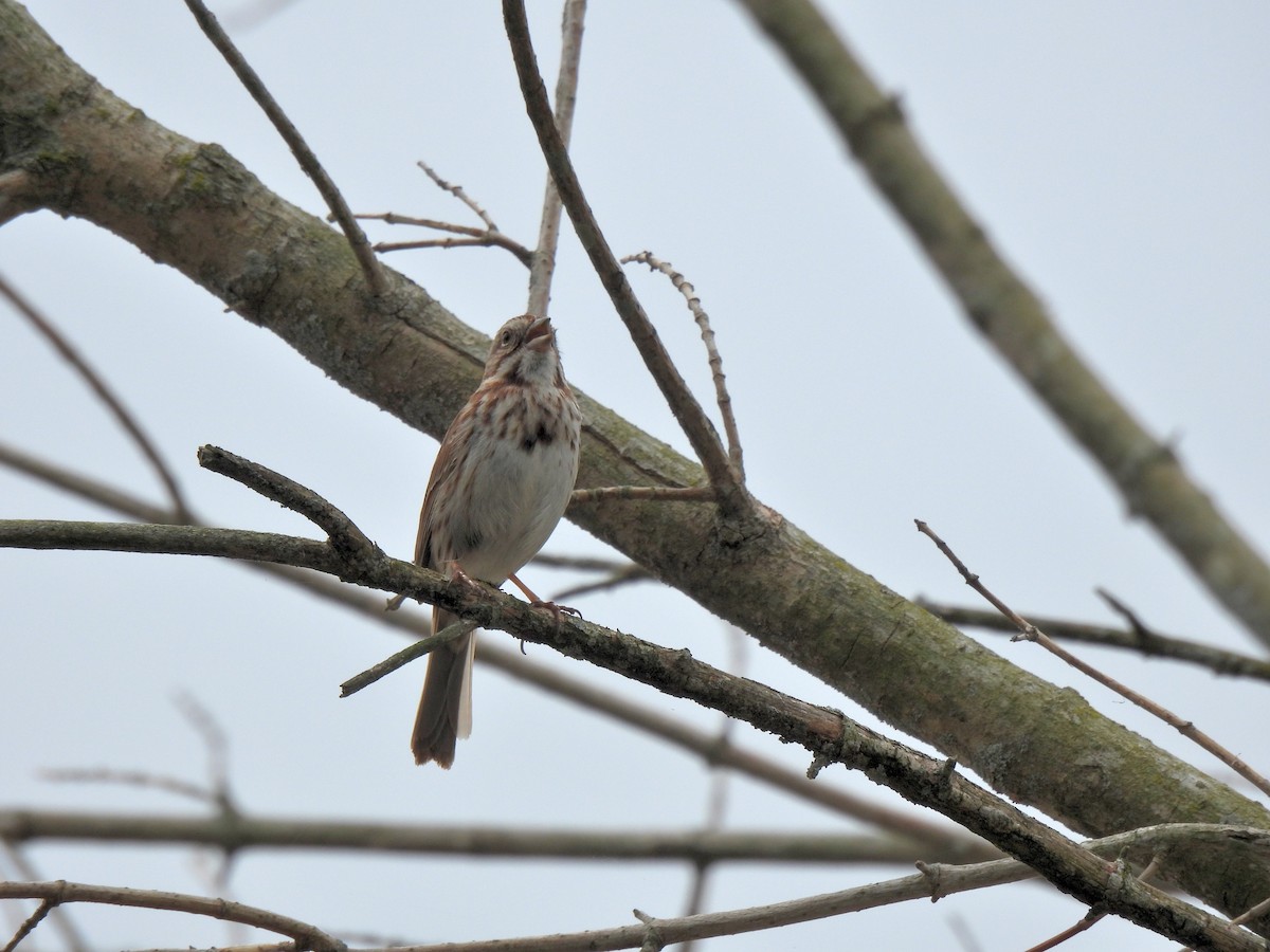 Song Sparrow - ML326249021