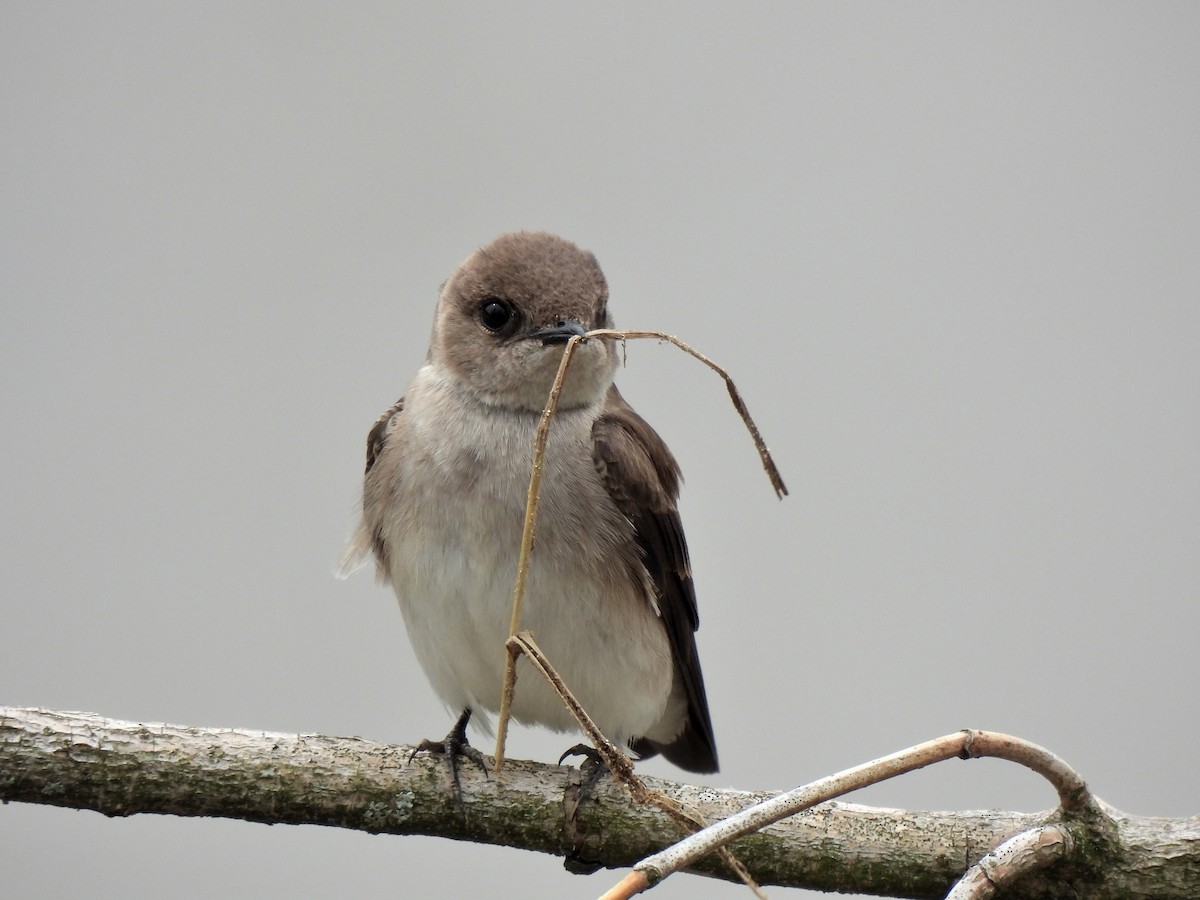 Northern Rough-winged Swallow - Daniel King