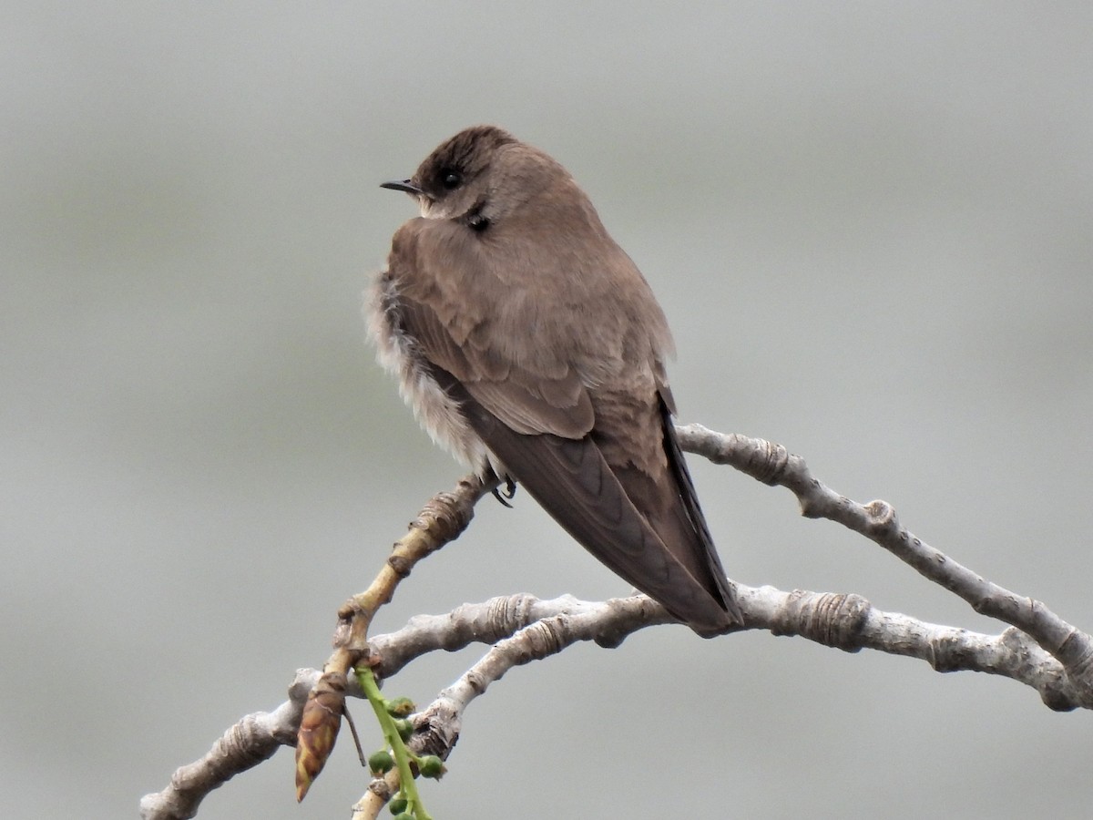 Northern Rough-winged Swallow - Daniel King