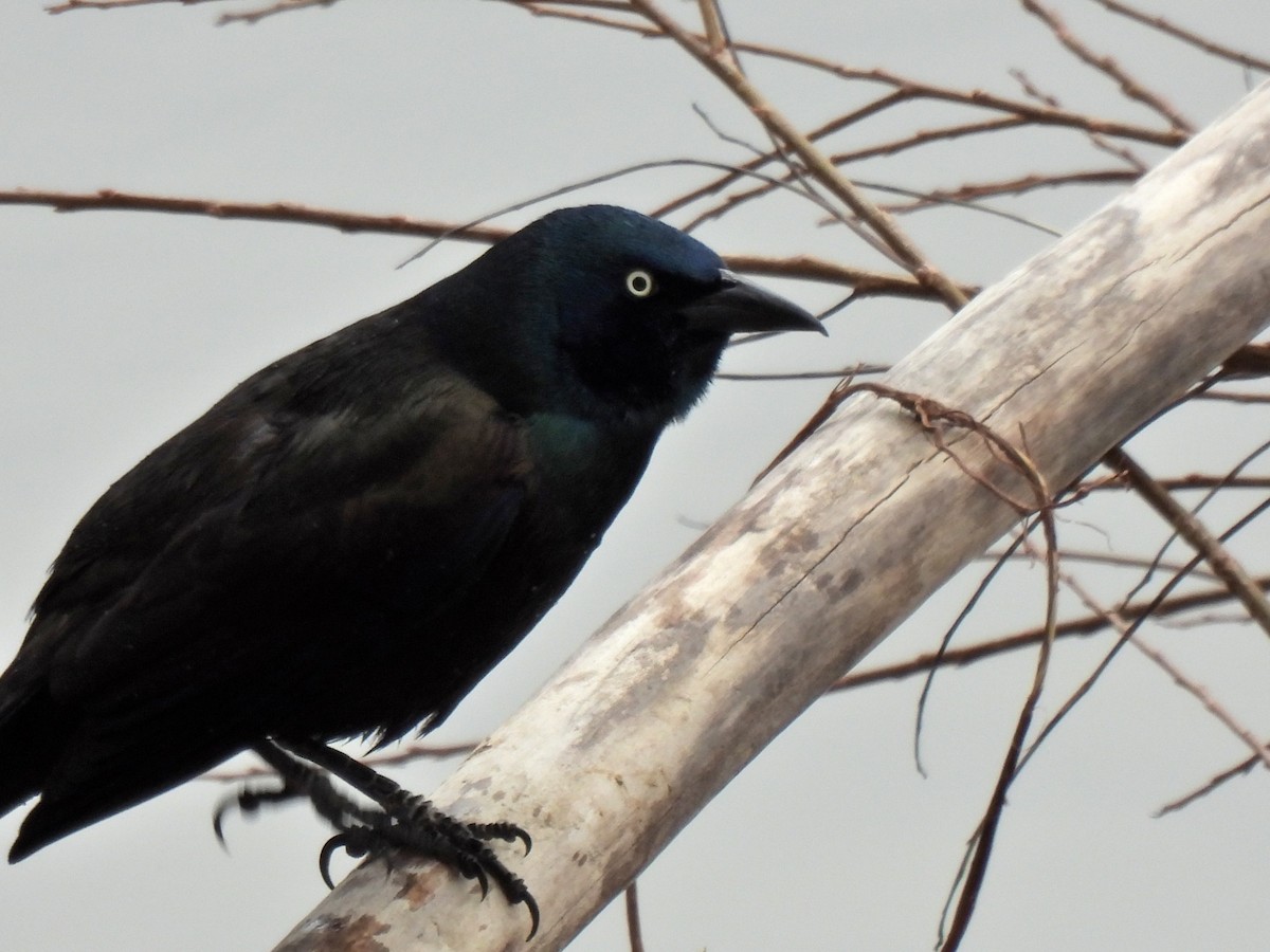 Common Grackle - ML326249701