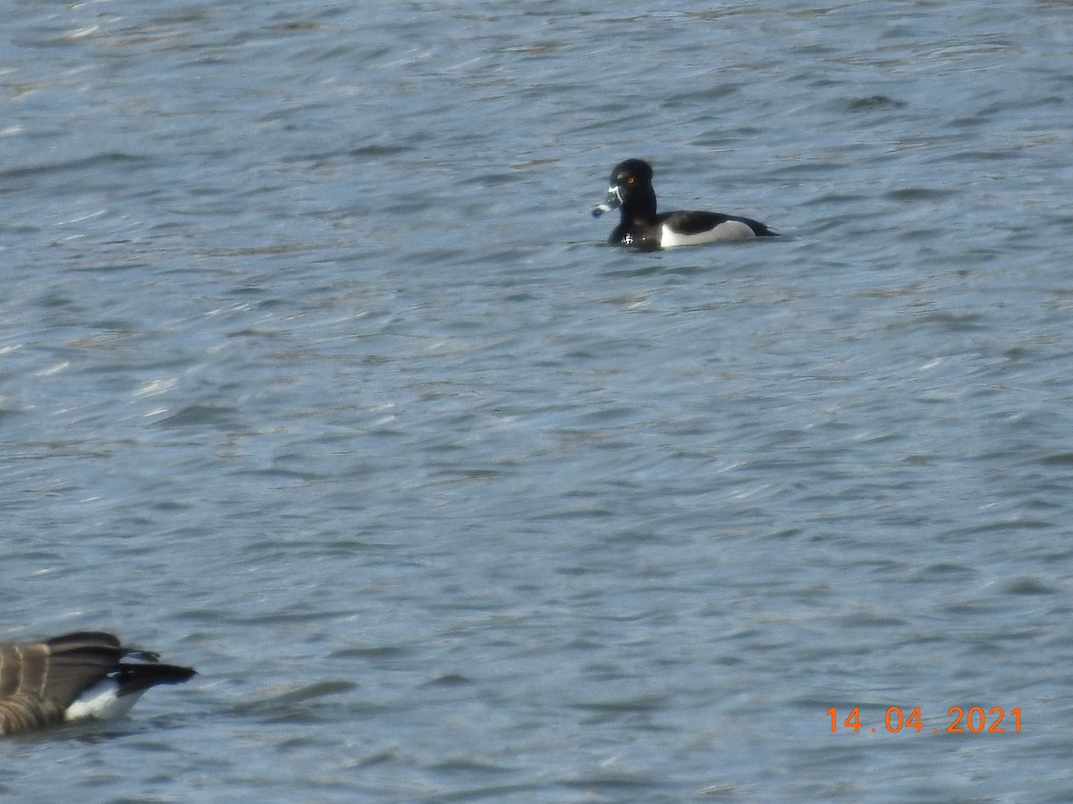 Ring-necked Duck - ML326249921