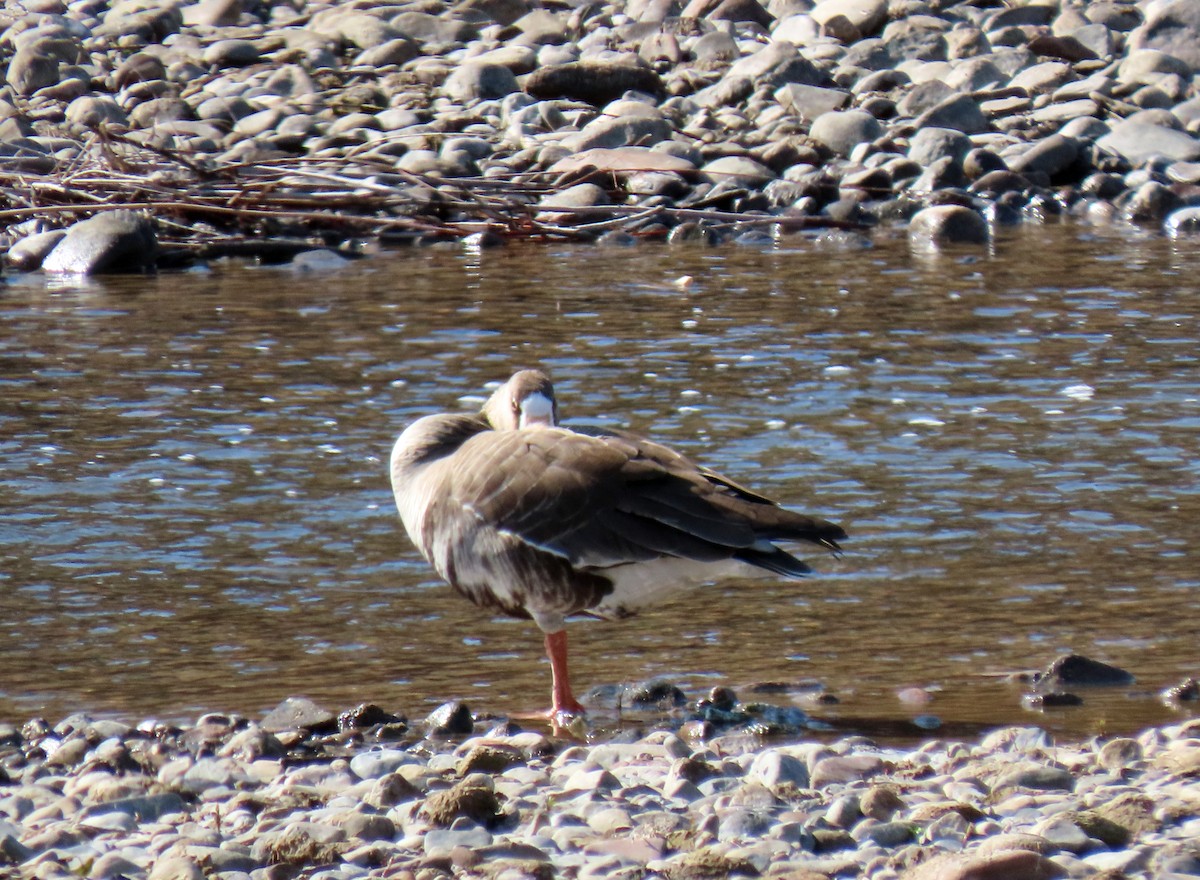 Greater White-fronted Goose - ML326250901