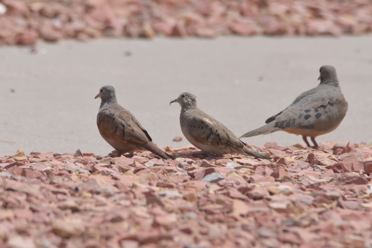 Ruddy Ground Dove - ML326251031