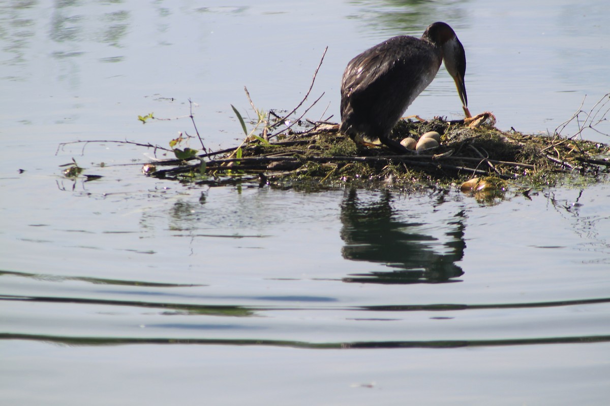 Red-necked Grebe - ML32625121