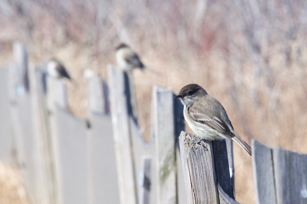 Eastern Phoebe - ML326251711