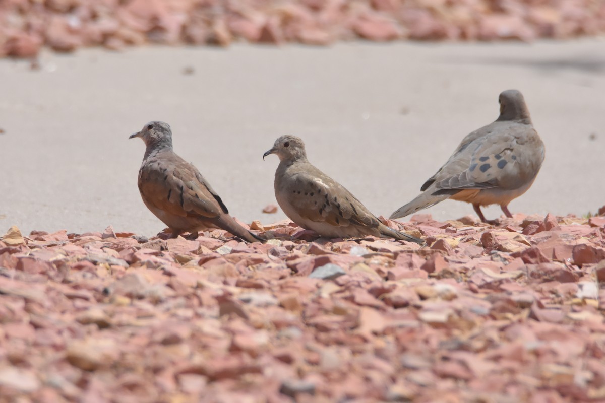 Ruddy Ground Dove - ML326251751