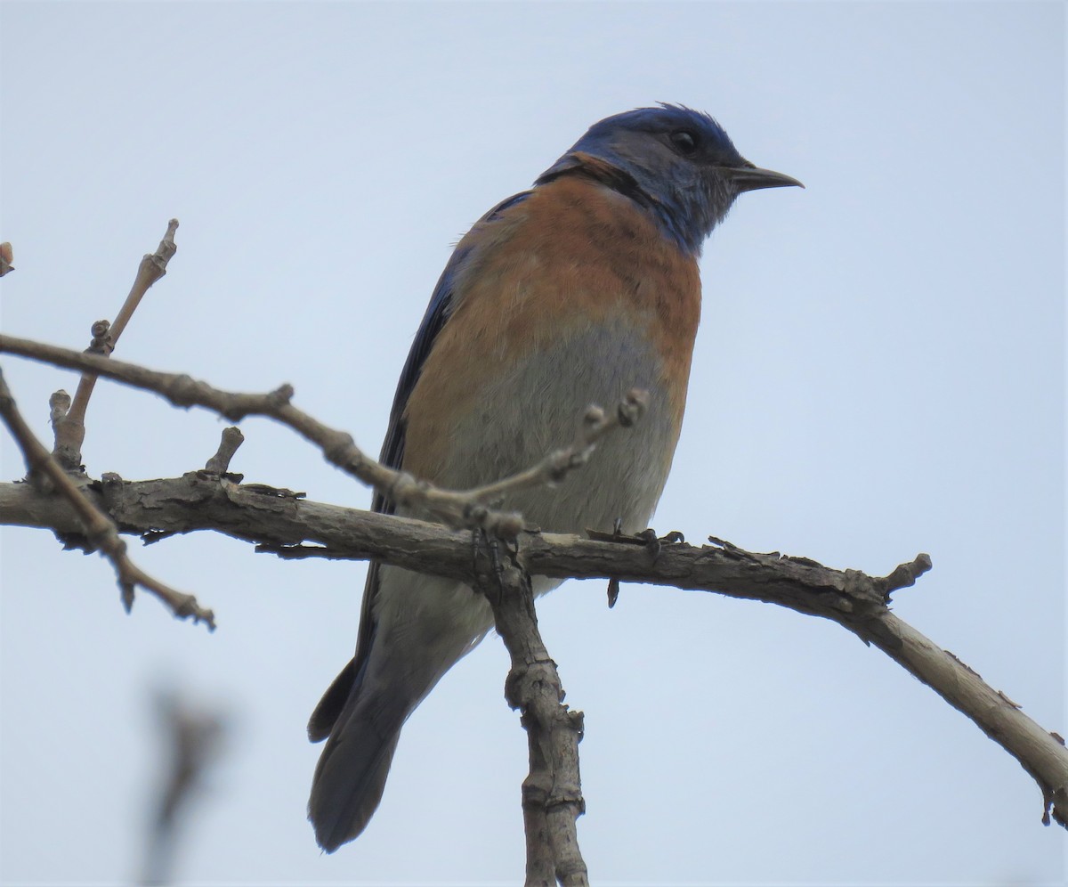 Blaukehl-Hüttensänger - ML326251911