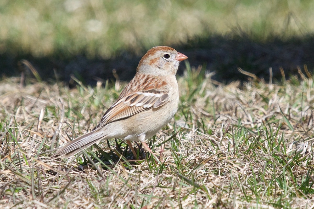 Field Sparrow - ML326252201