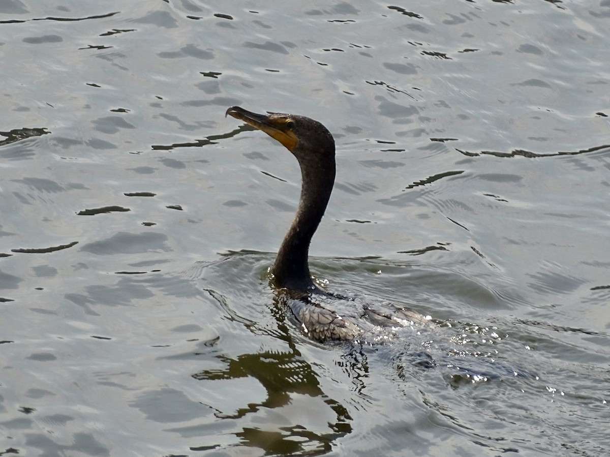 Double-crested Cormorant - ML326252571