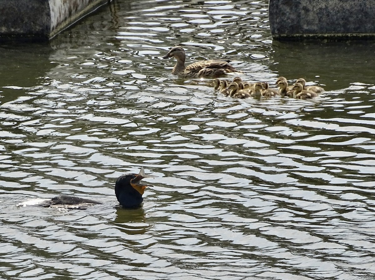 Double-crested Cormorant - ML326252711