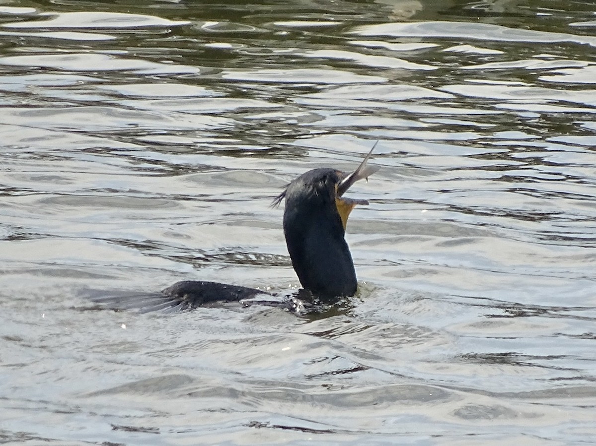 Double-crested Cormorant - ML326252721