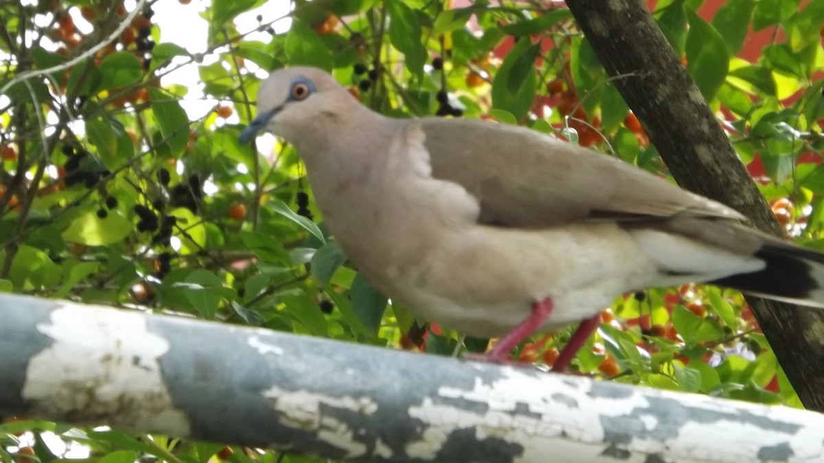 White-tipped Dove - Margaret Timothy Burgess