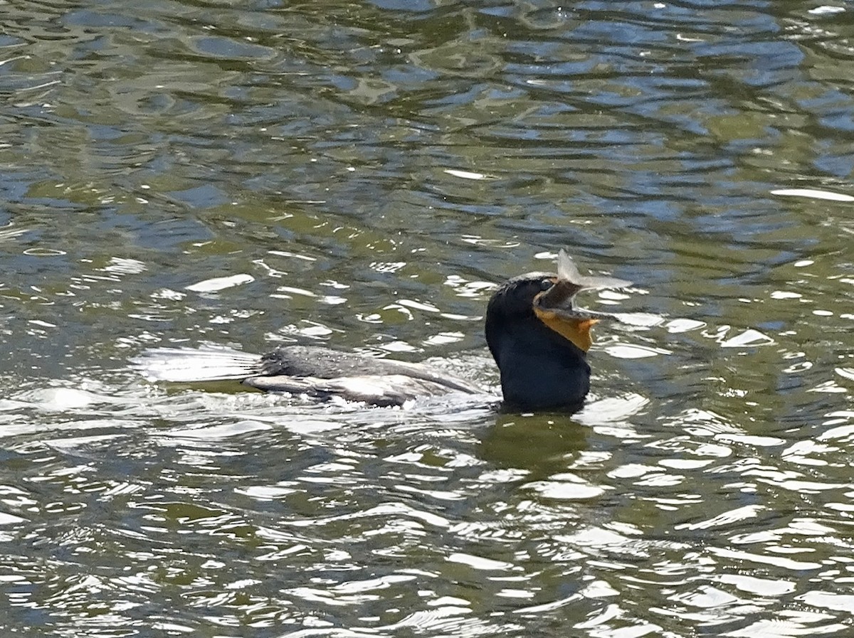 Double-crested Cormorant - ML326252741