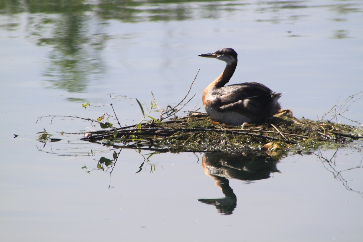 Буурал шунгуур - ML32625411