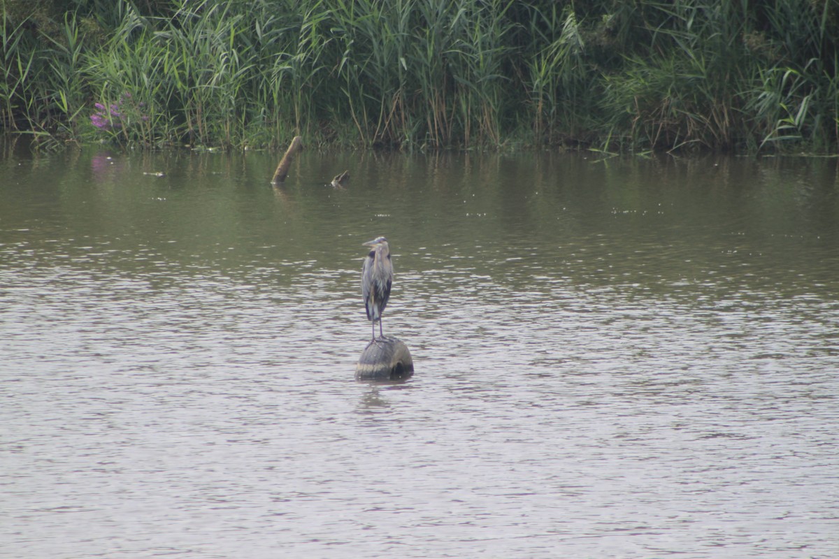 Great Blue Heron - ML32625461