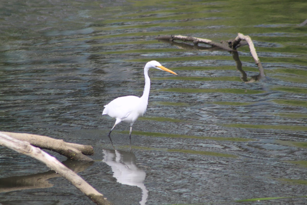 Great Egret - ML32625521