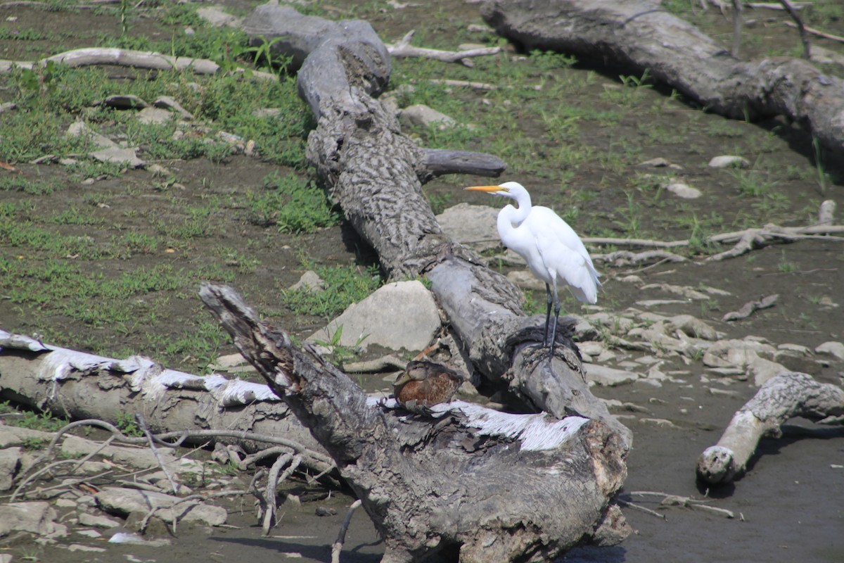 Цасч дэглий - ML32625571