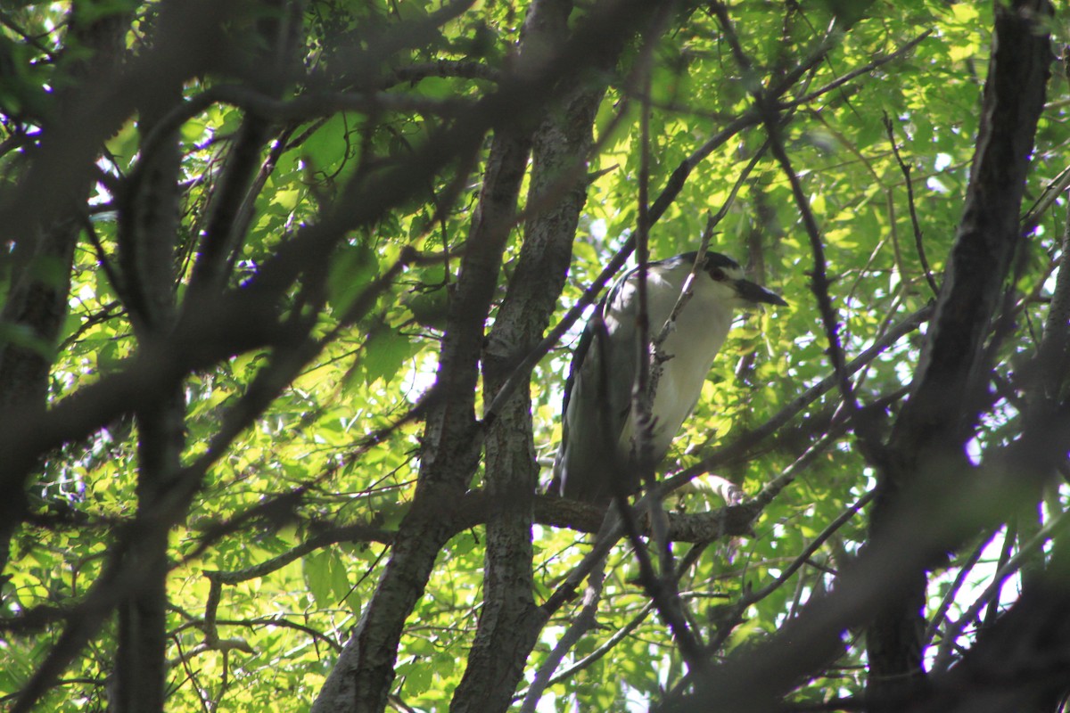 Black-crowned Night Heron - ML32625731