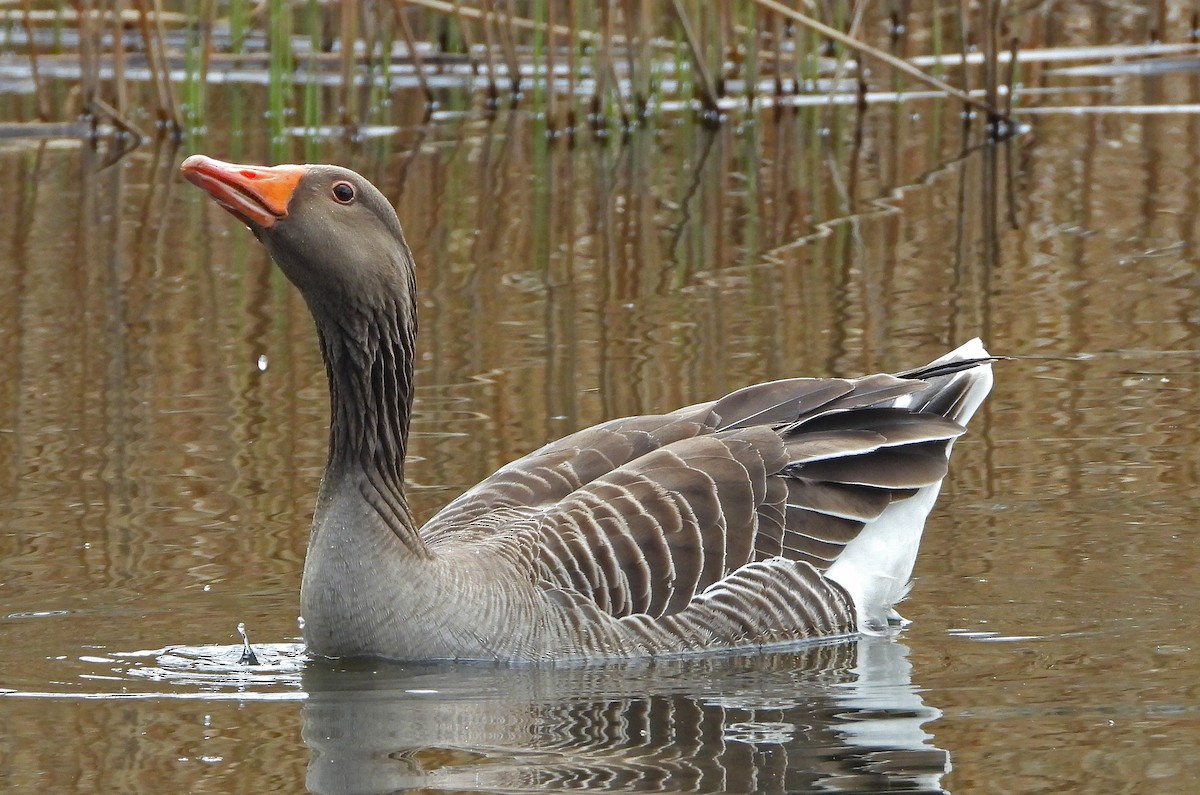 Graylag Goose - ML326257701